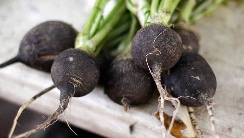 Вирощування редиски в теплиці