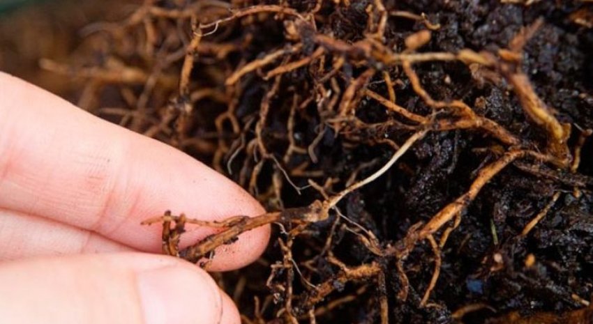 Суха коренева гниль Суха коренева гниль