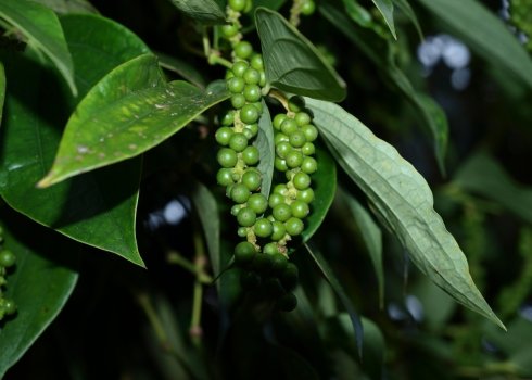 Чорний перець: користь і шкоду для організму, калорійність і норма споживання