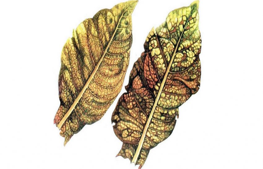 Біла пестрица Біла пестрица