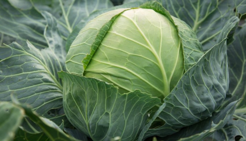 Капуста цукрова голова Капуста цукрова голова