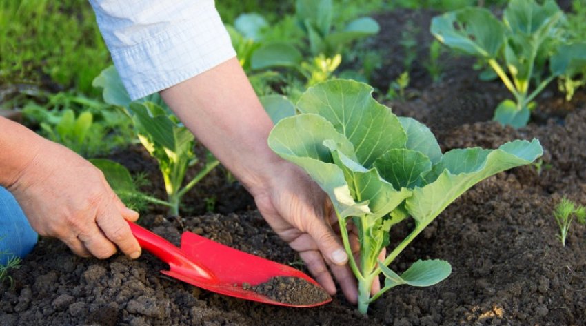 Розсада капусти Розсада капусти