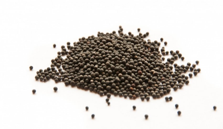 Насіння капусти Насіння капусти