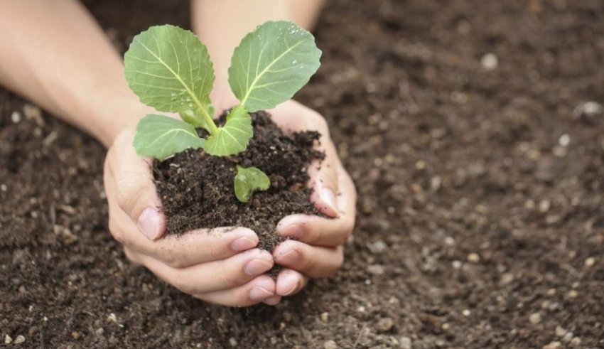 Розсада капусти Розсада капусти