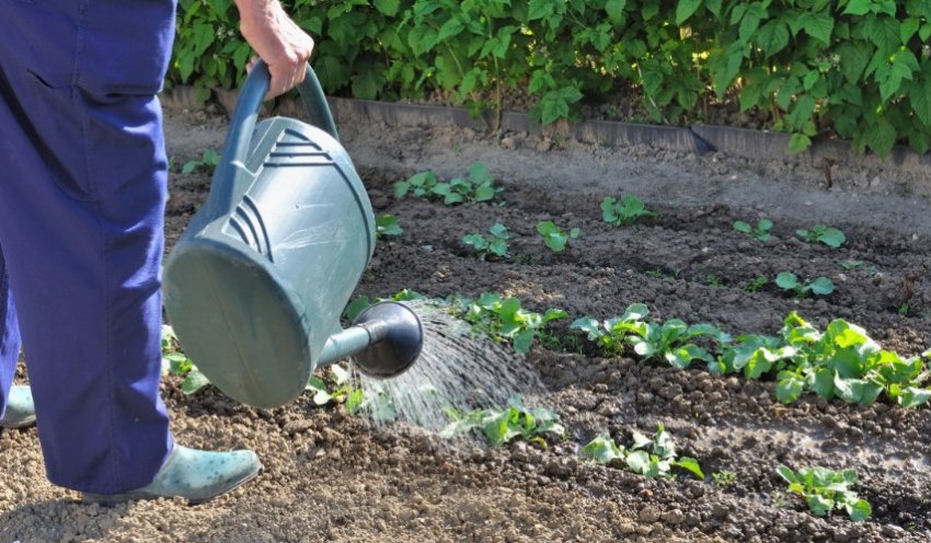 Полив капусти Полив капусти