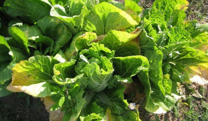 Фузаріозне в'янення Фузаріозне в'янення