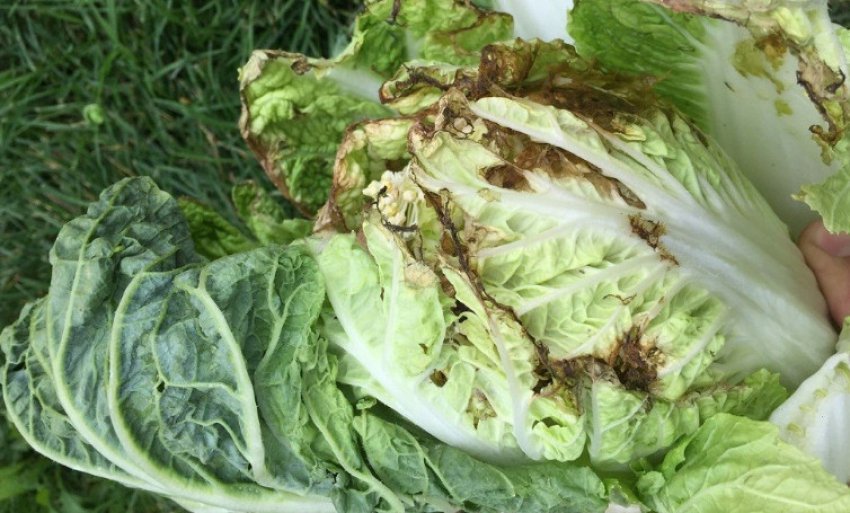 Судинний бактеріоз капусти Судинний бактеріоз капусти