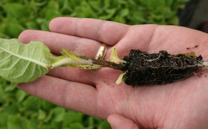 Чорна ніжка капусти Чорна ніжка капусти