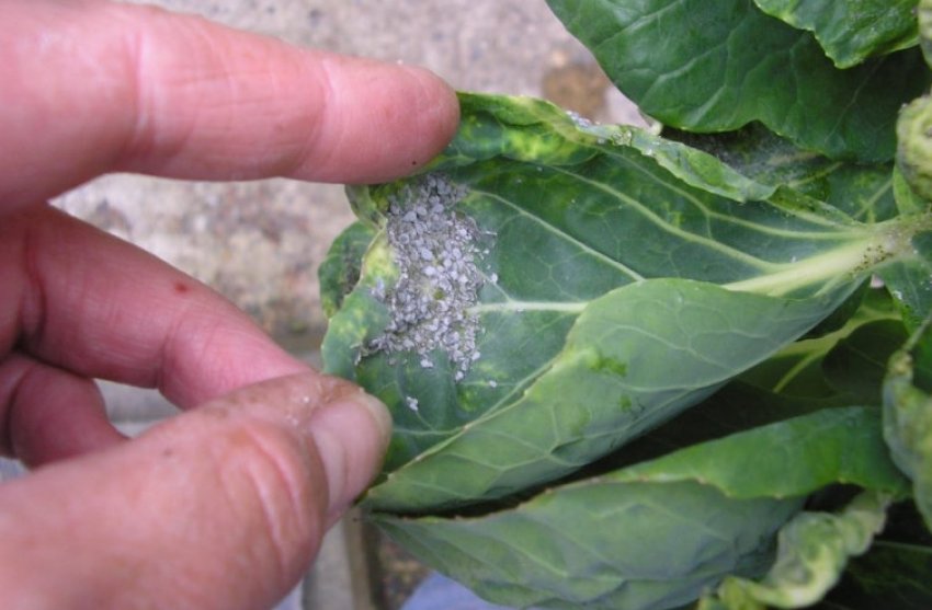 Попелиця на капусті Попелиця на капусті