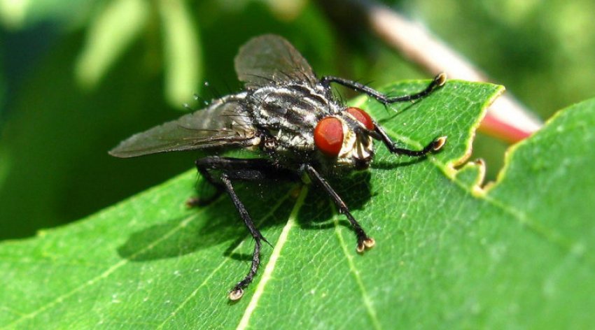 Капустяна муха Капустяна муха