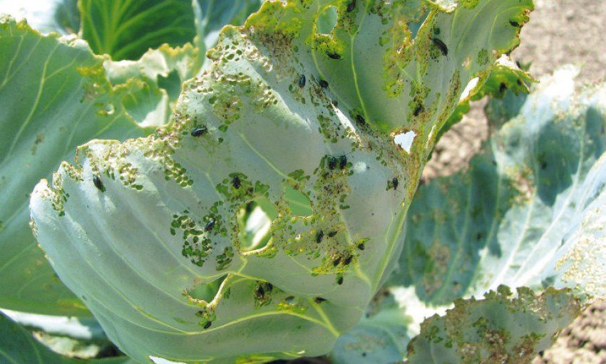 Хрестоцвіті блішки Хрестоцвіті блішки