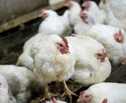 Як лікувати мікоплазмоз у курей