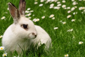 Почему болеют кролики стоматитом