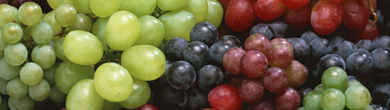 Французькі винороби забезпечать автобуси всього світу унікальним паливом?