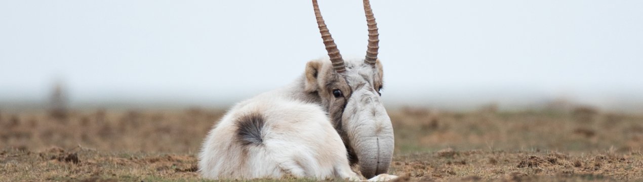 Китайці розводять в Україні заповідних тварин для експорту цінних рогів і вовни в КНР