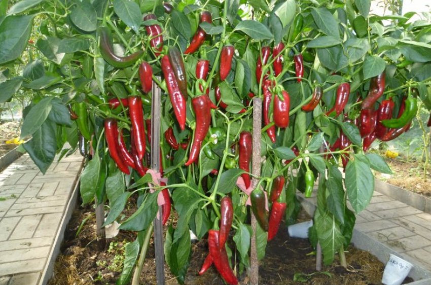 Перець сорту Какаду Перець сорту Какаду