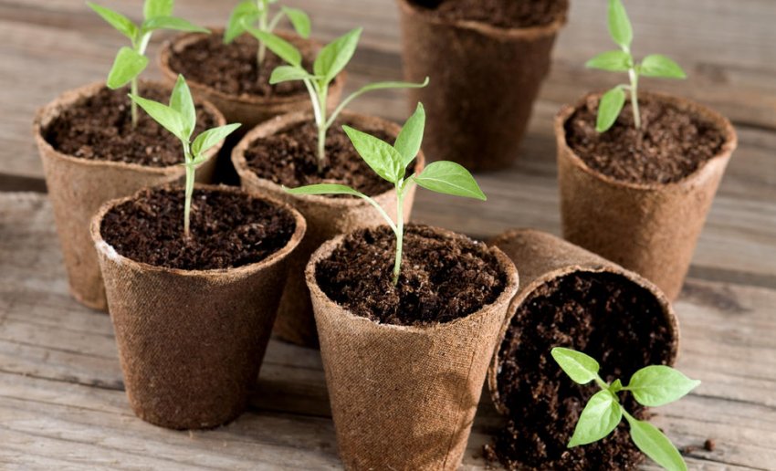 Торф'яні стаканчики Торф'яні стаканчики