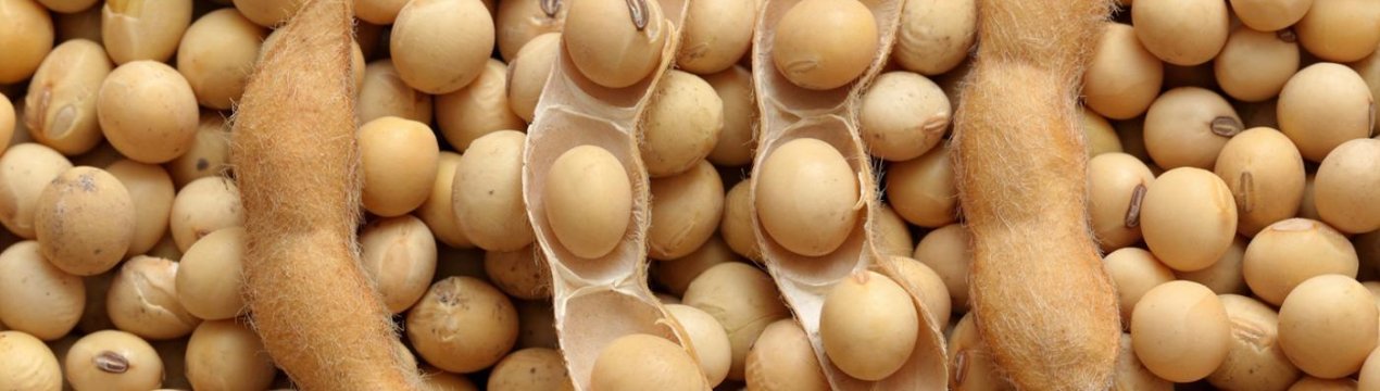 Китайський «Дід Мороз» ледь не погубив казахських вегетаріанців