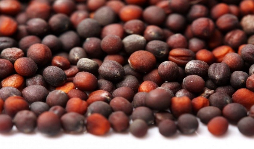 Насіння Насіння