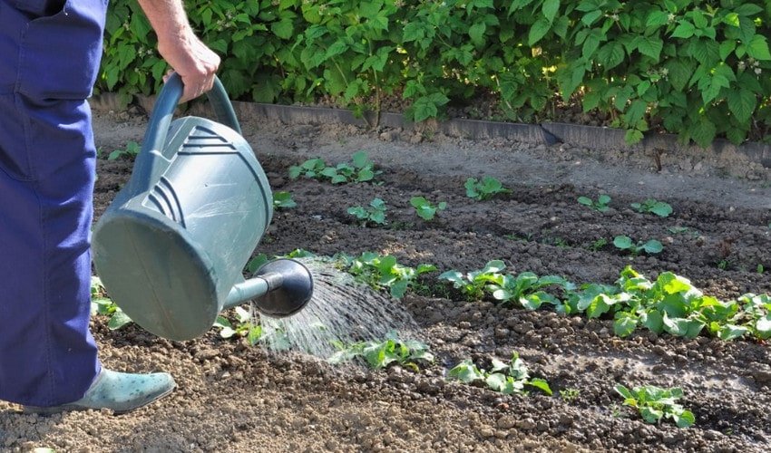 Полив Полив