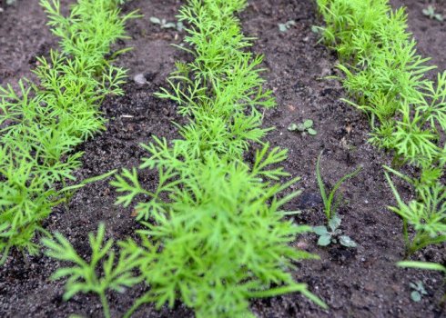 Можно ли сажать укроп под зиму