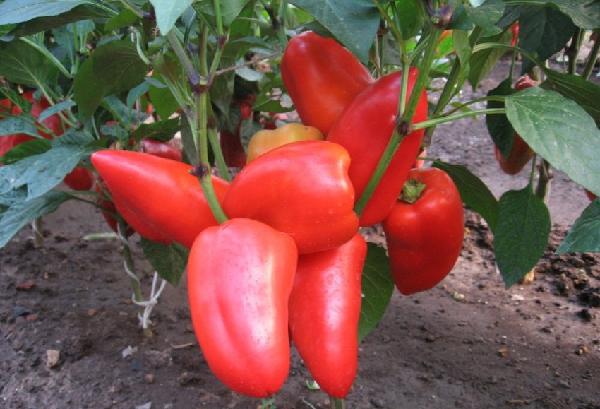 Перець сорту Богатир