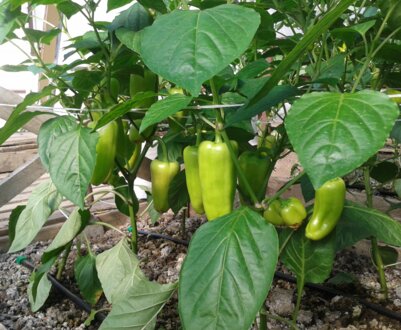 Особливості садіння, вирощування та догляду за перцями в теплиці