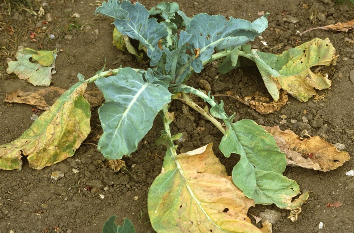 Болезни и вредители цветной капусты, борьба с ними, советы