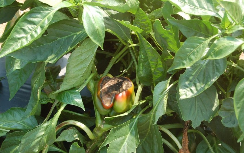 Сіра гниль перцю