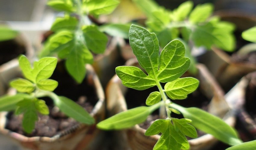 Розсада томатів