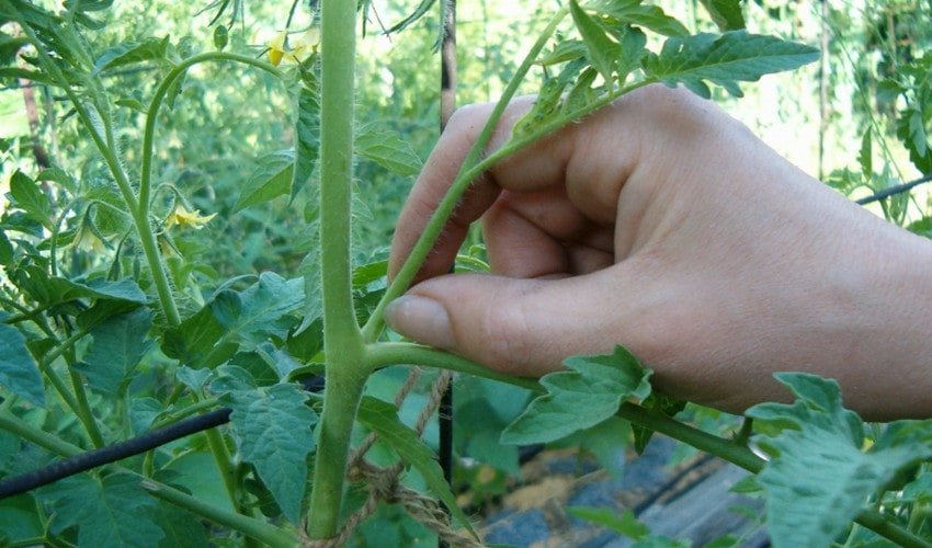 Пасинкування