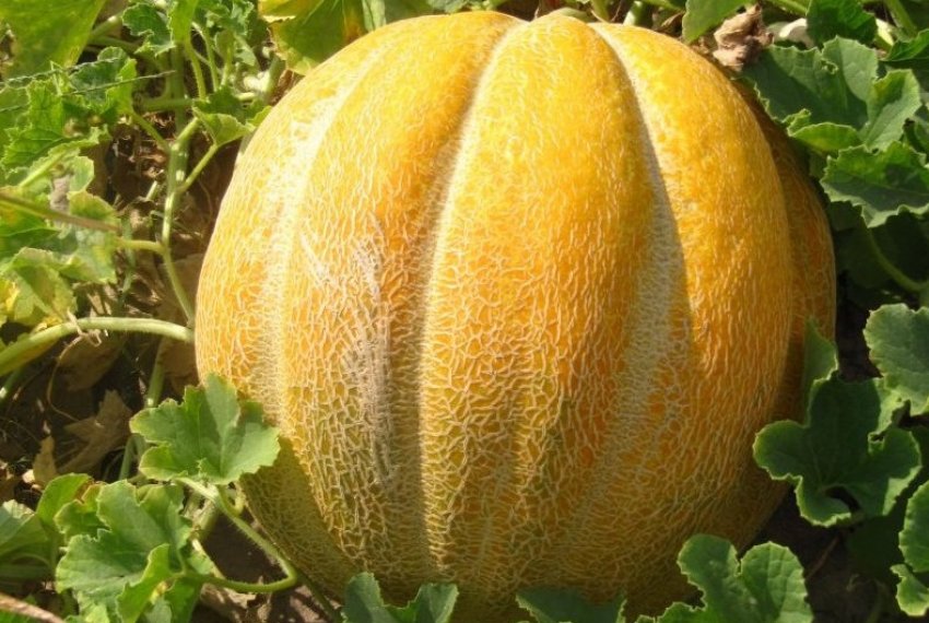 Диня Ефіопка