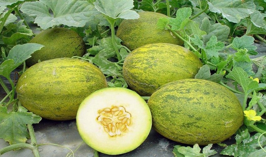 Вирощування дині