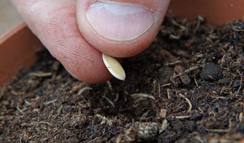 Посадка дині