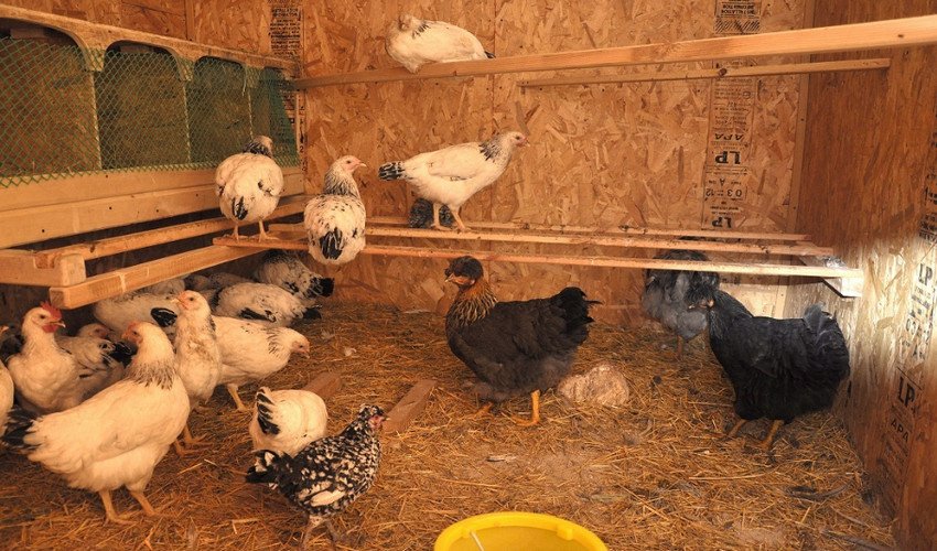 Сідала Сідала