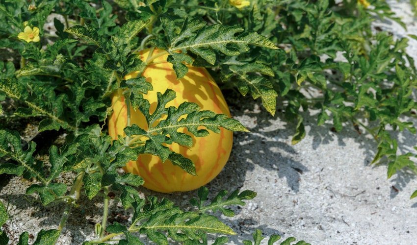 Вирощування дині