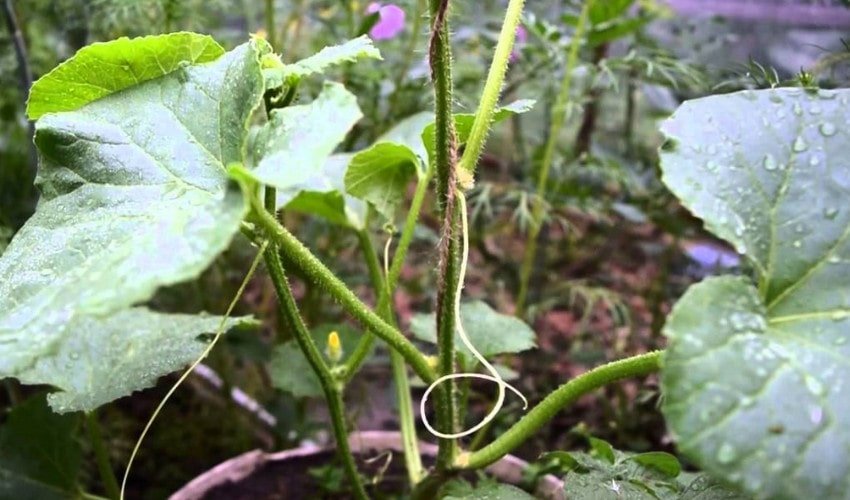 Формування дині