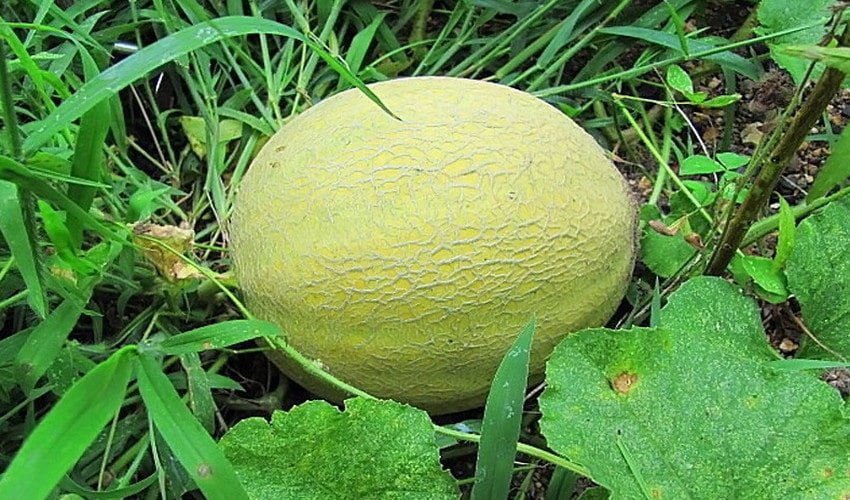 Вирощування дині