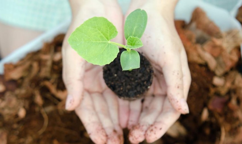 Посадка дині