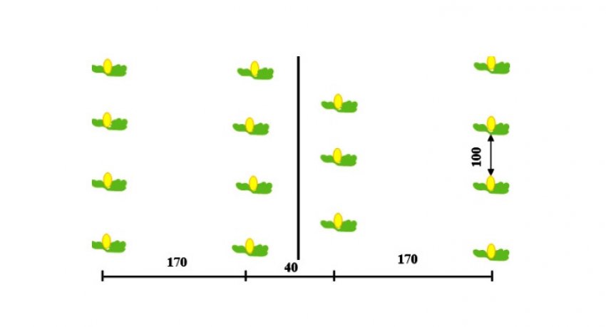 Схема посадки дині