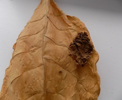 Всі секрети ферментації тютюну в домашніх умовах