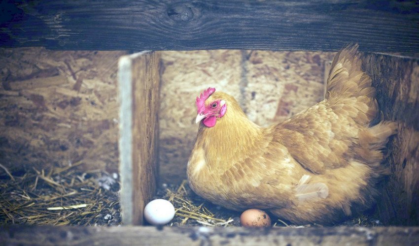 Гнізда Гнізда