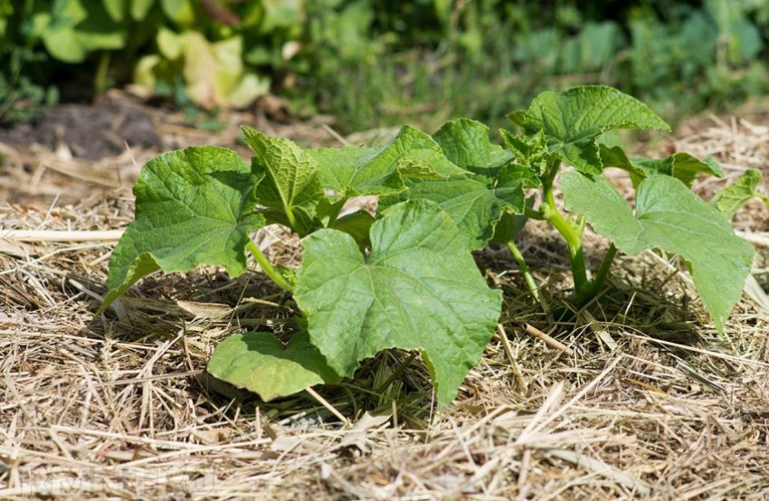 Мульчування