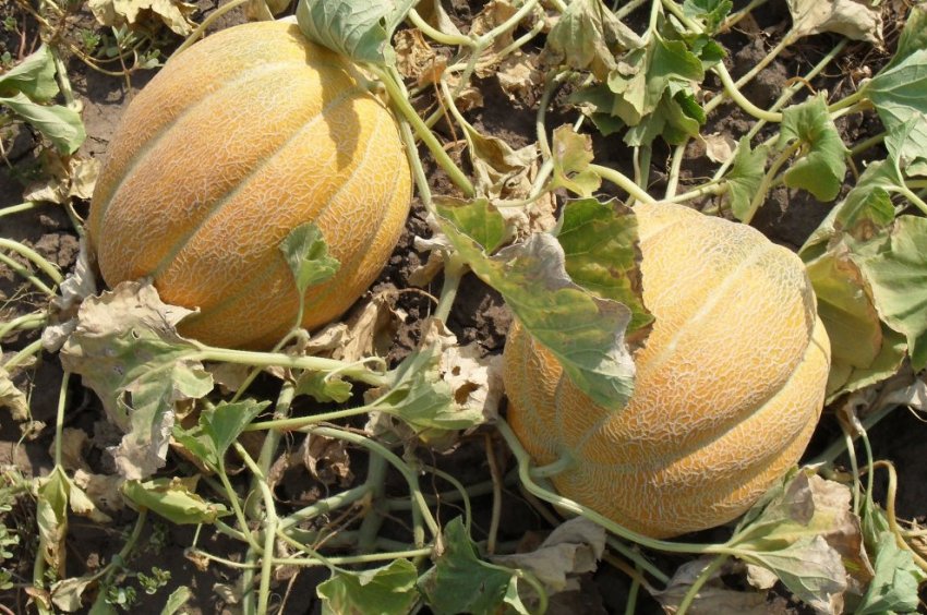 Збір урожаю