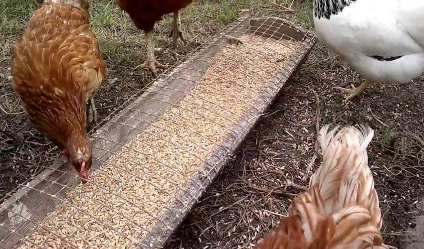 Годівниця Годівниця