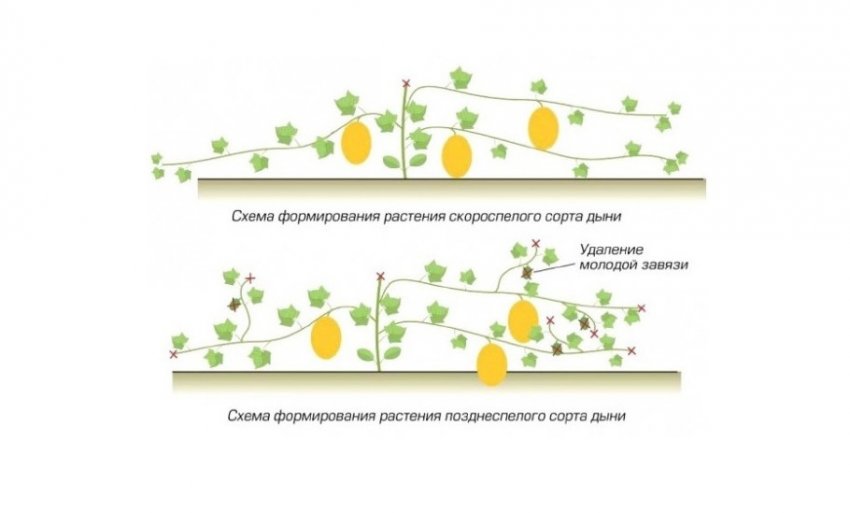 Формування кущів дині