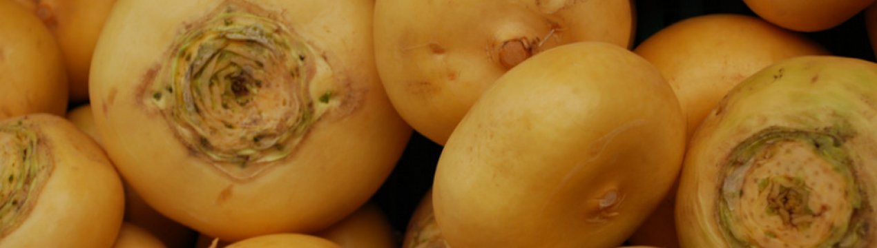 Вирощування ріпи і особливості догляду за нею