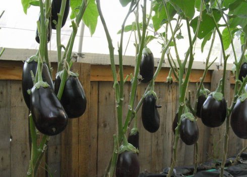 Выращивание баклажанов в теплице