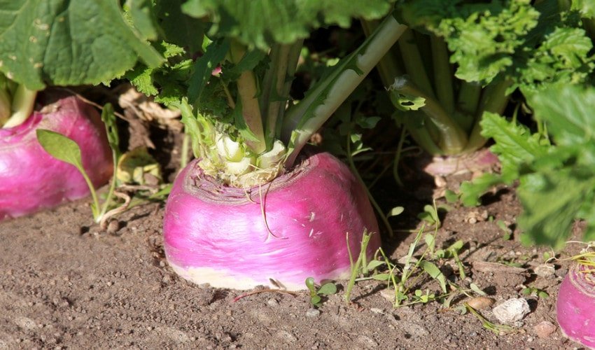 Вирощування ріпи