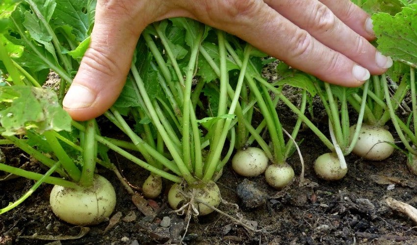 Вирощування ріпи